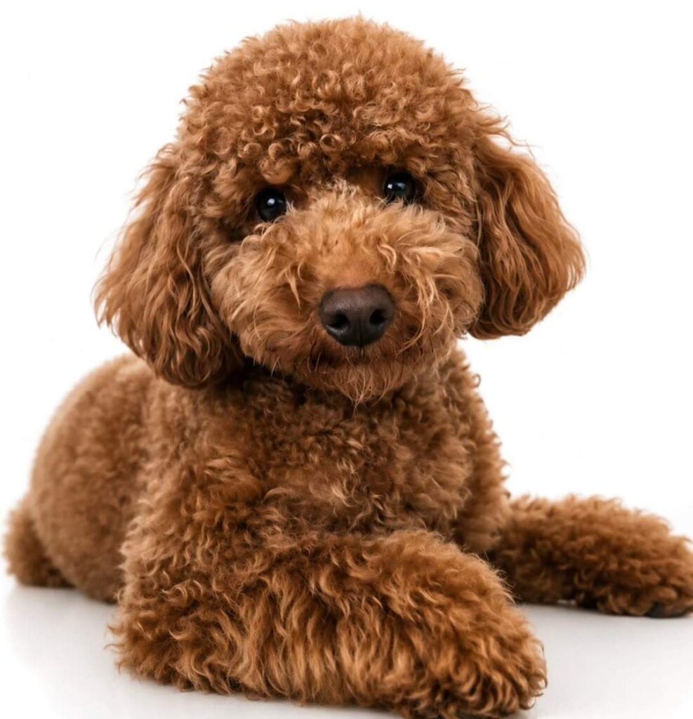 dog pictures cute 31