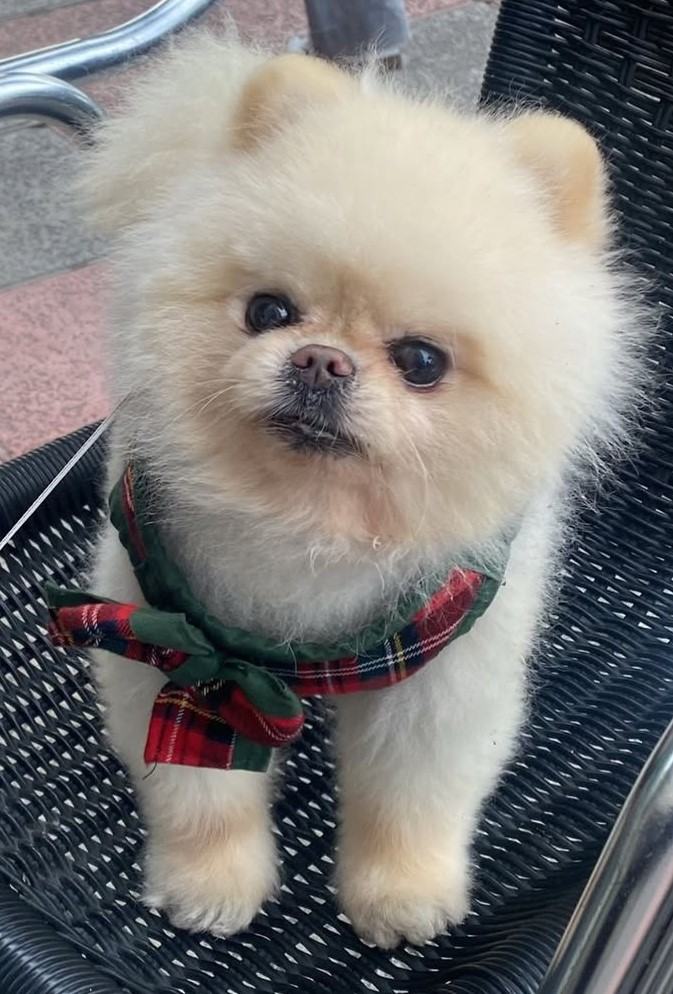 dog pictures cute 32