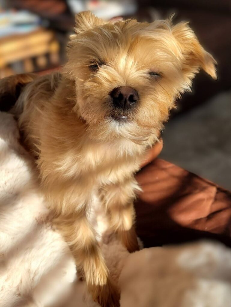 dog pictures cute 33