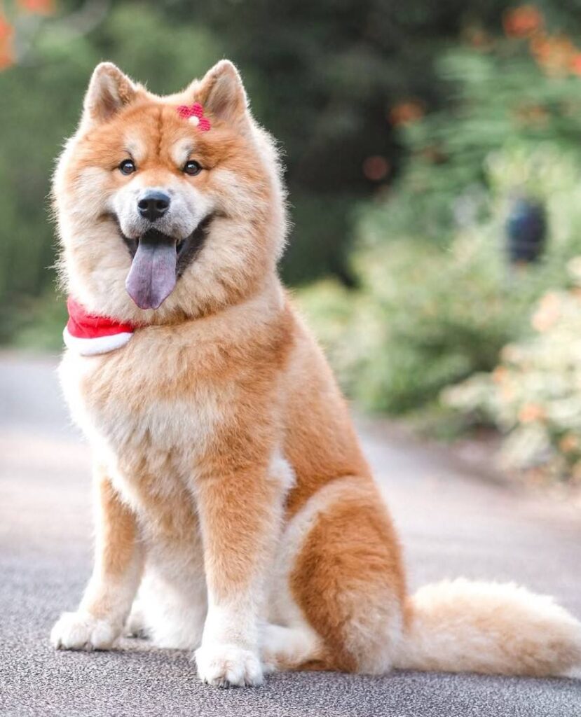 dog pictures cute 35