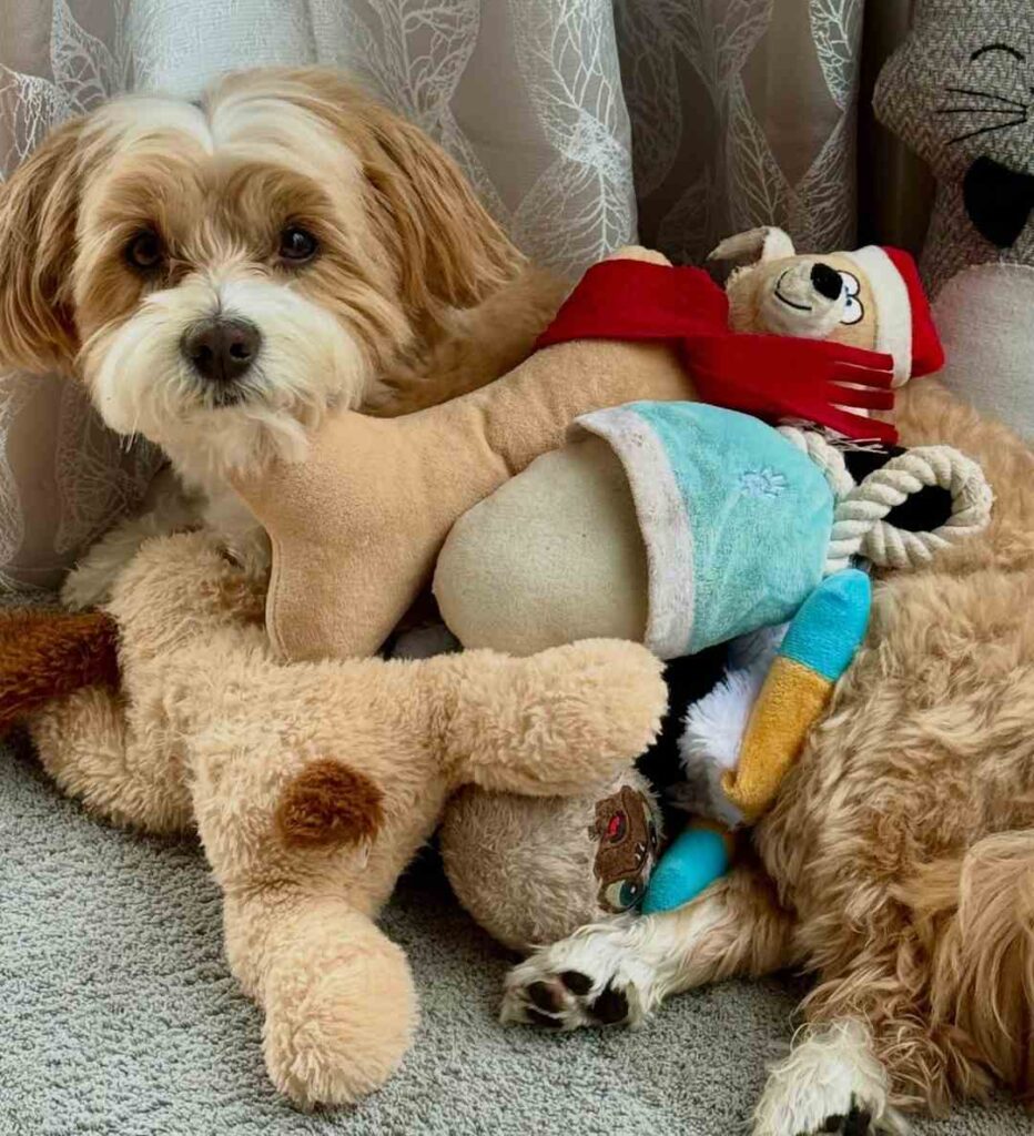 dog pictures cute 37