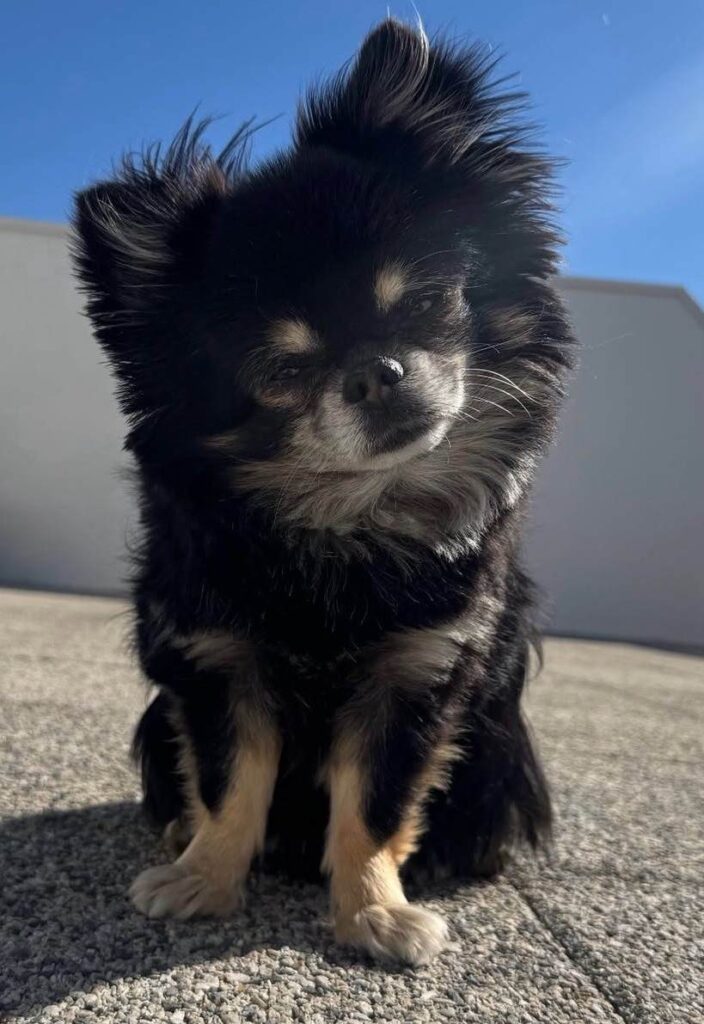 dog pictures cute 38