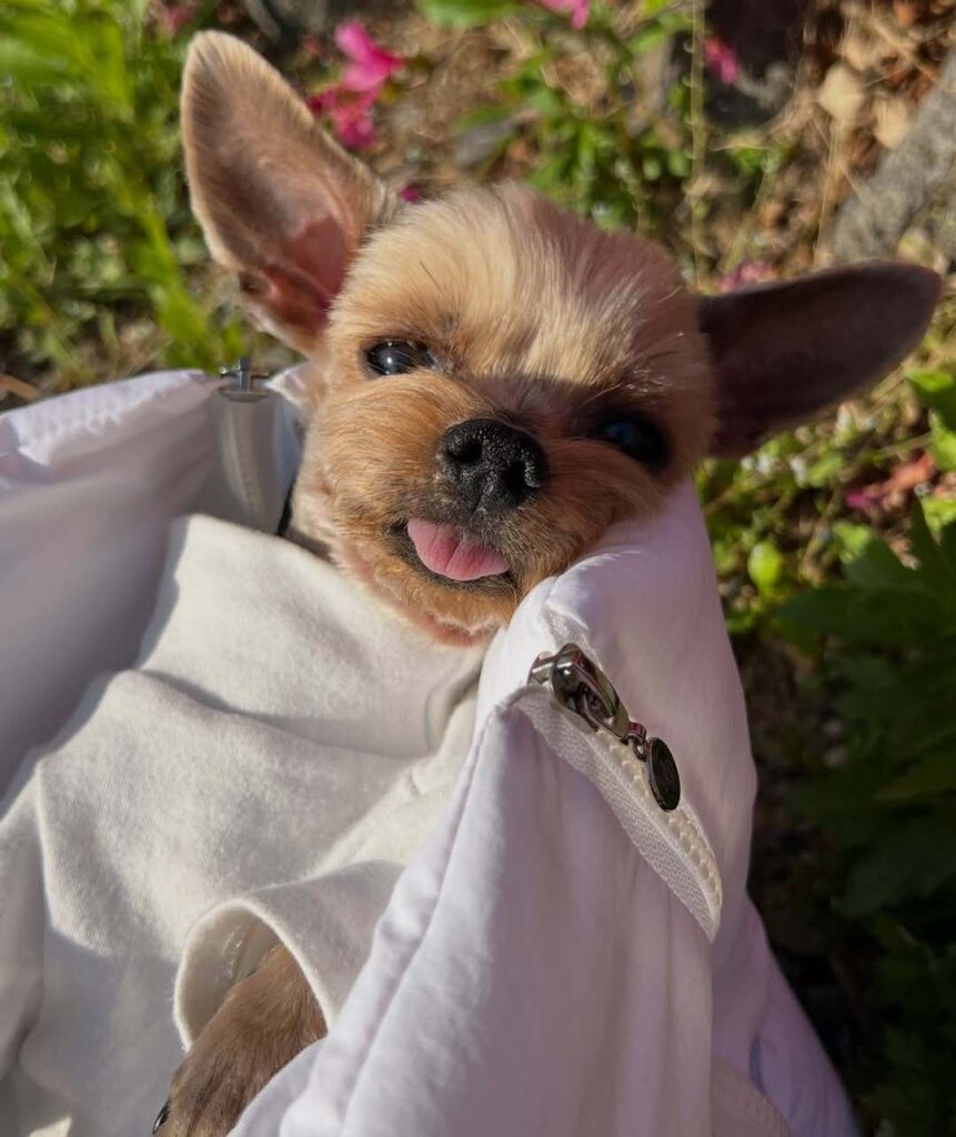 dog pictures cute 39