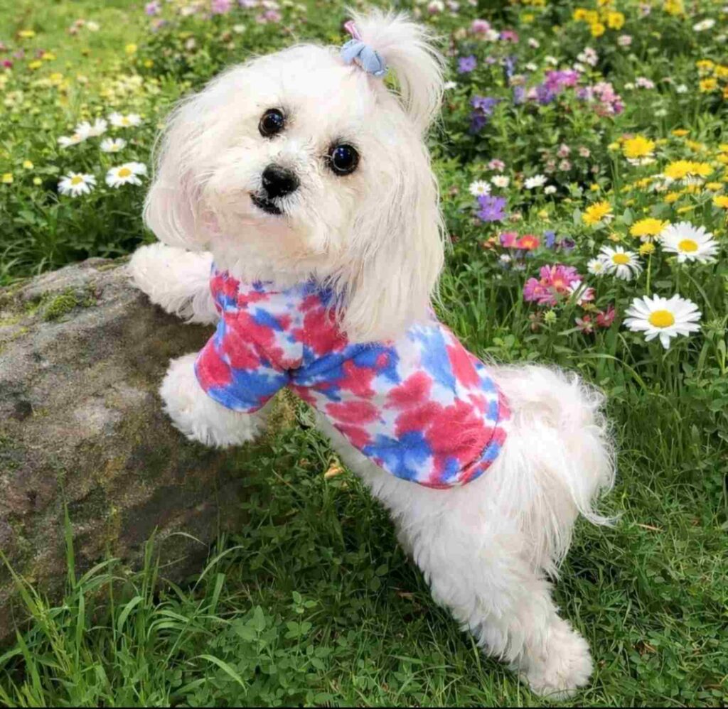 dog pictures cute 4