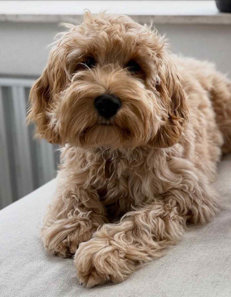 dog pictures cute 5