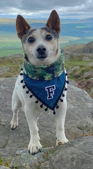 dog pictures cute 6
