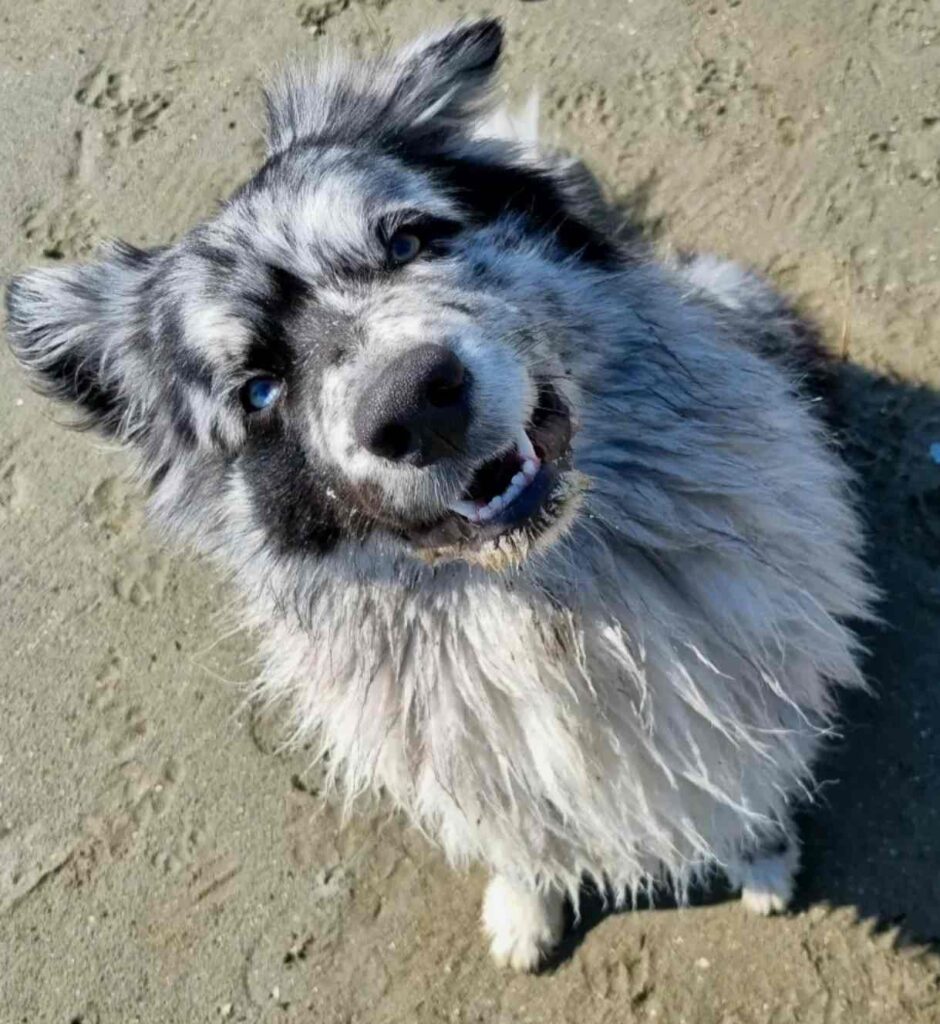 dog pictures cute 7