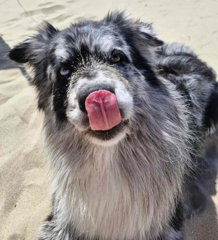 dog pictures cute 8
