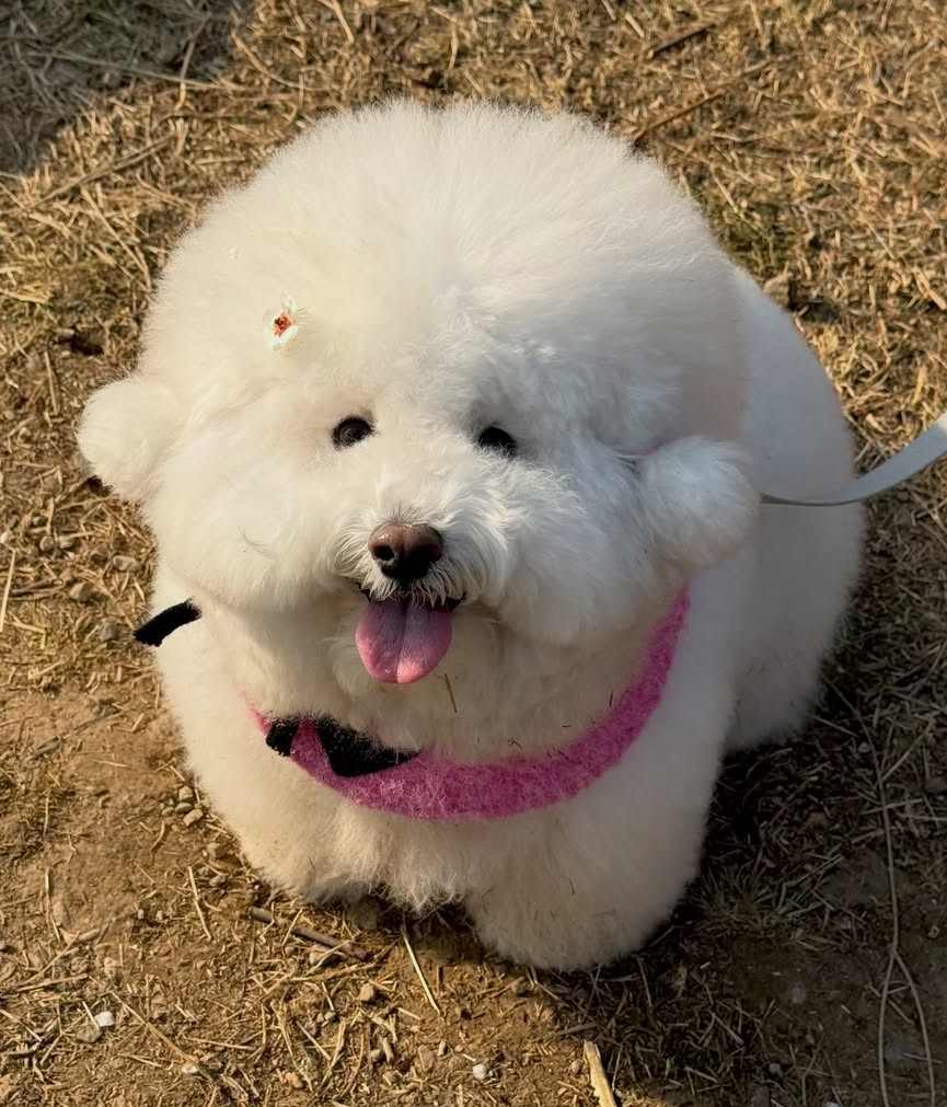 dog pictures cute 9