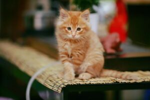 Cute cat photo