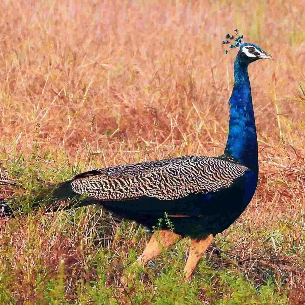 Beautiful Image of Peacock