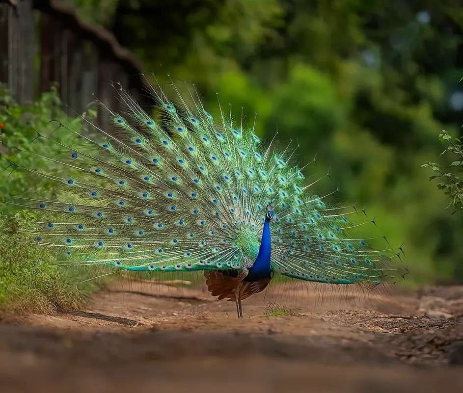 Beautiful Image of Peacock