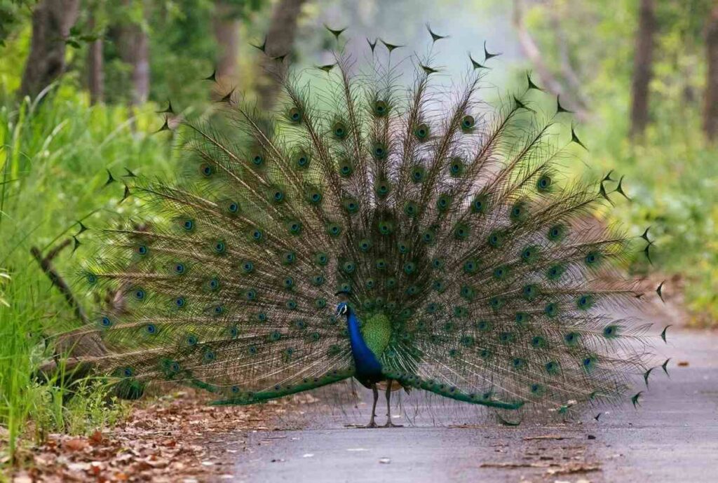 Beautiful Image of Peacock