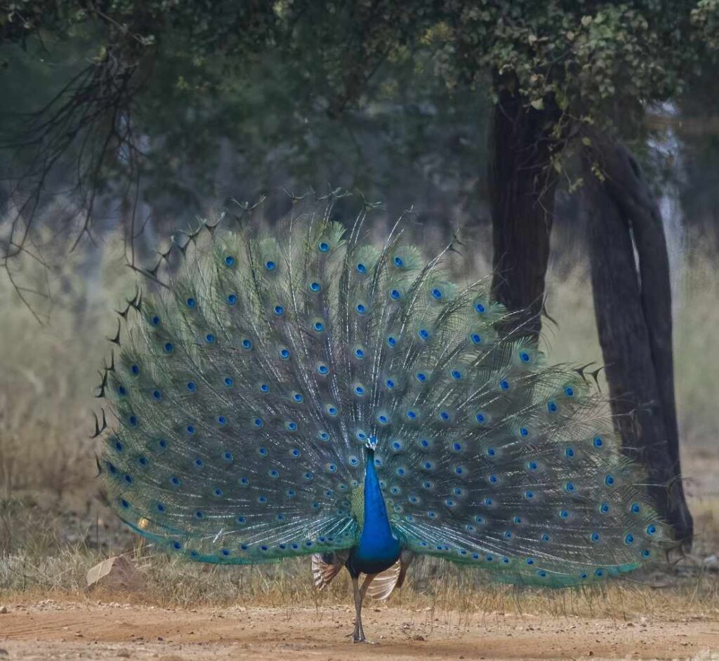 Beautiful Image of Peacock