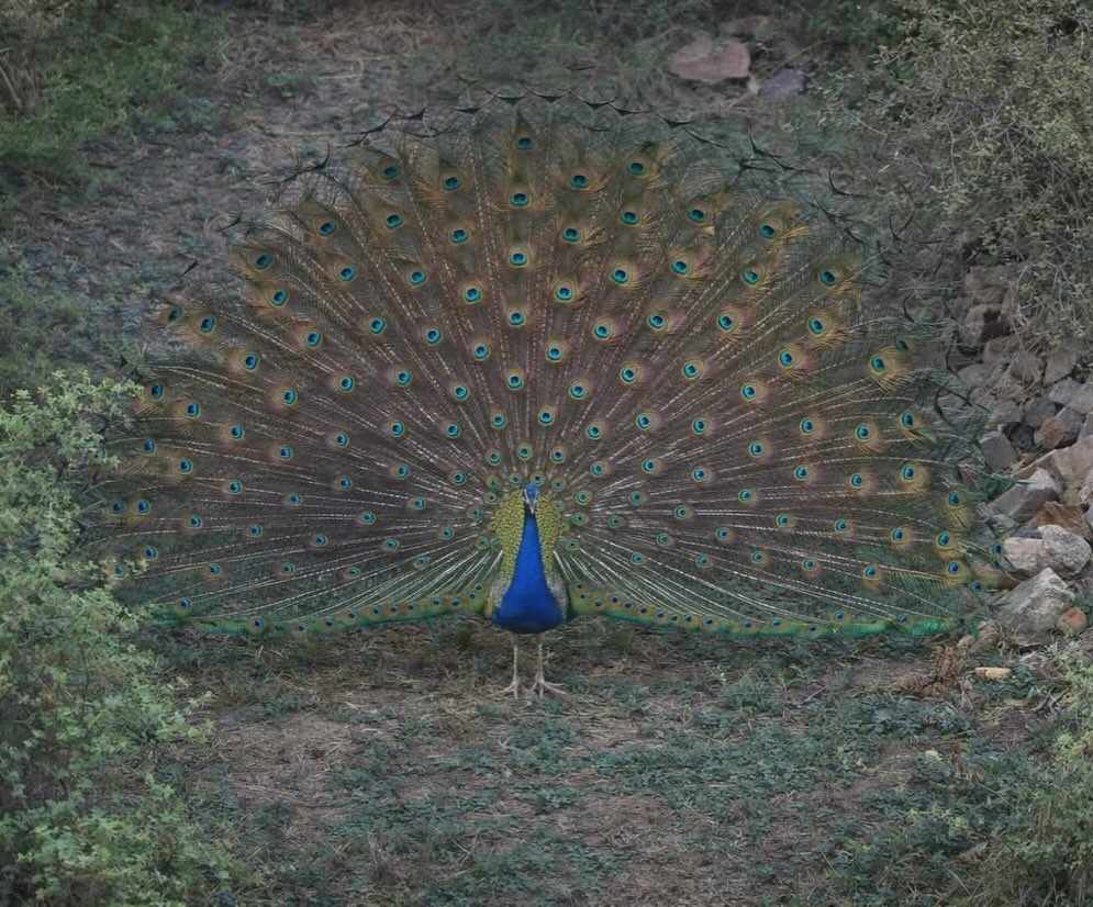 Beautiful Image of Peacock