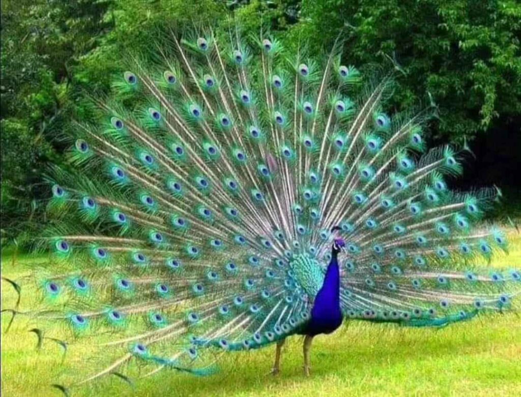 Beautiful Image of Peacock