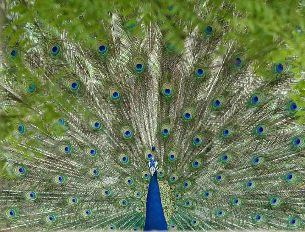 Beautiful Image of Peacock