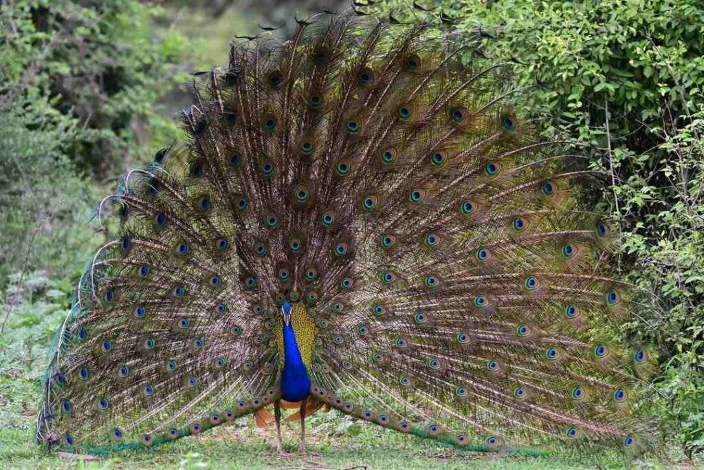 Beautiful Image of Peacock