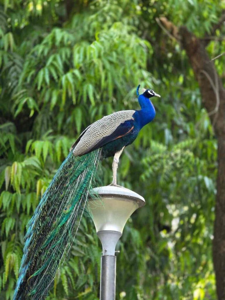 Beautiful Image of Peacock
