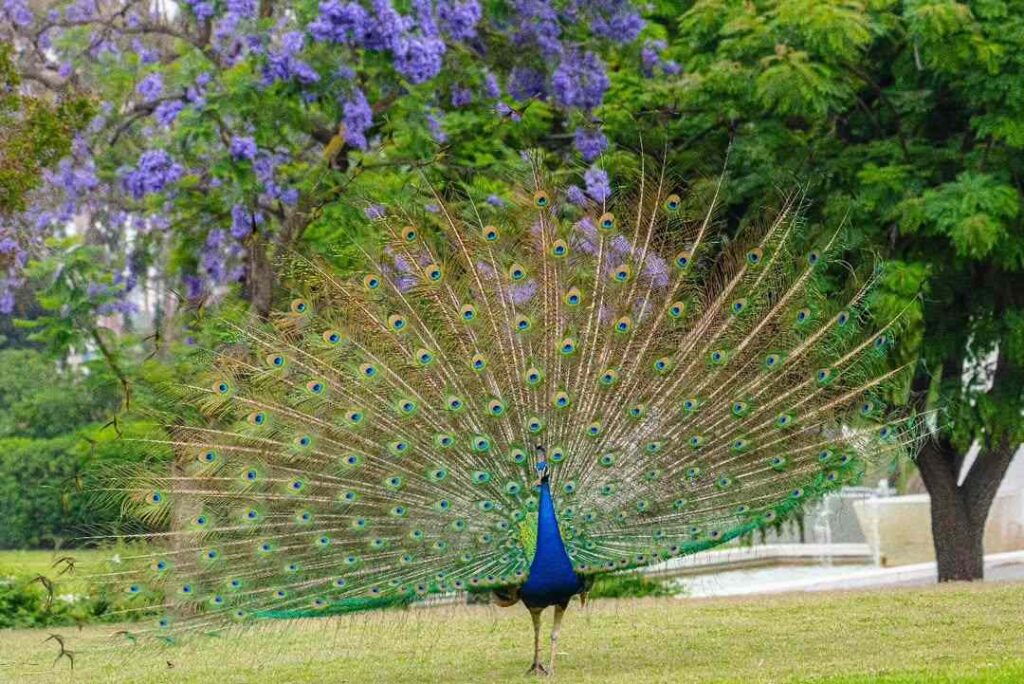 Beautiful Image of Peacock
