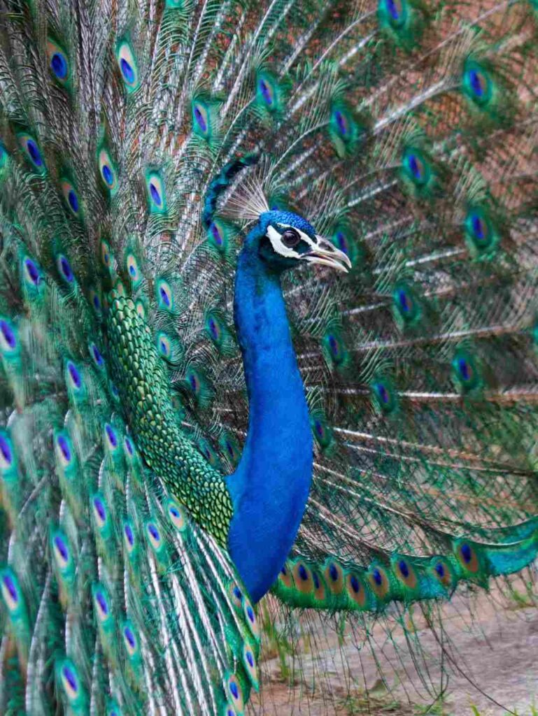 Beautiful Image of Peacock