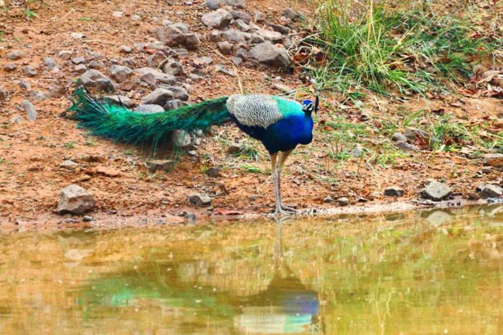 Beautiful Image of Peacock