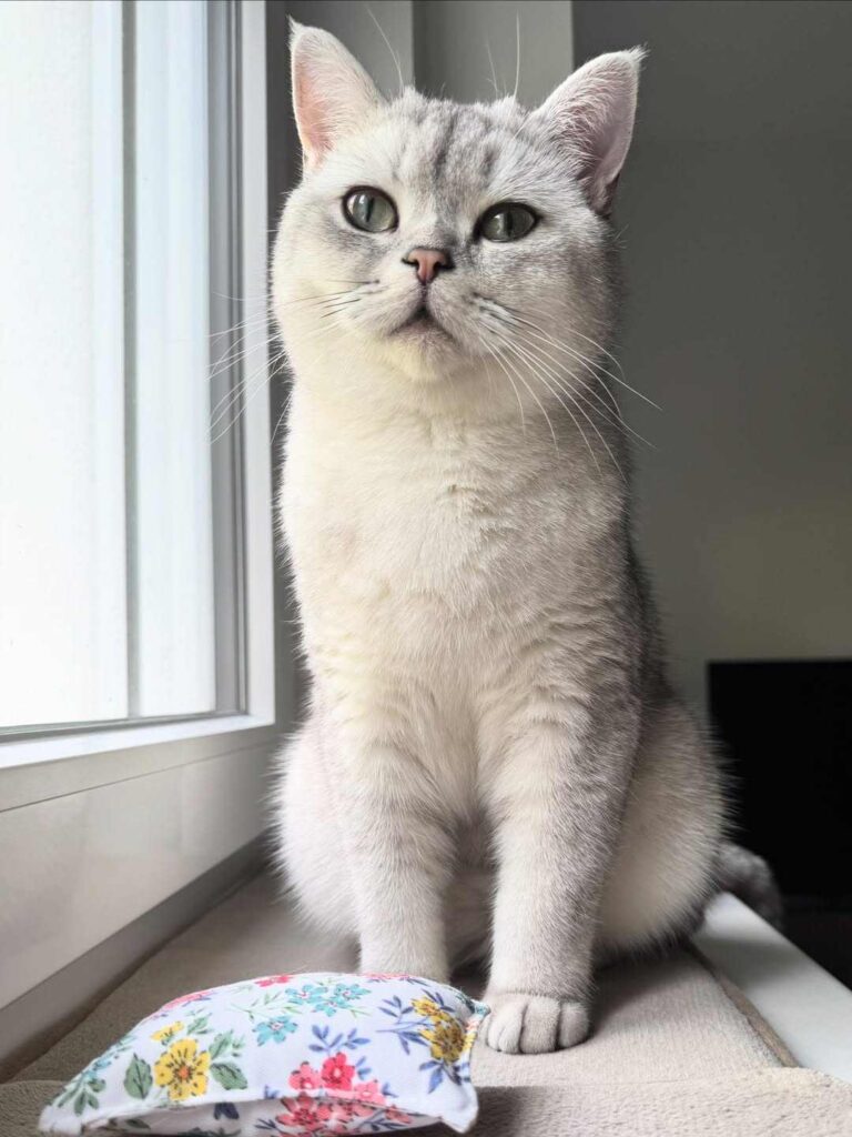 cute cat photo