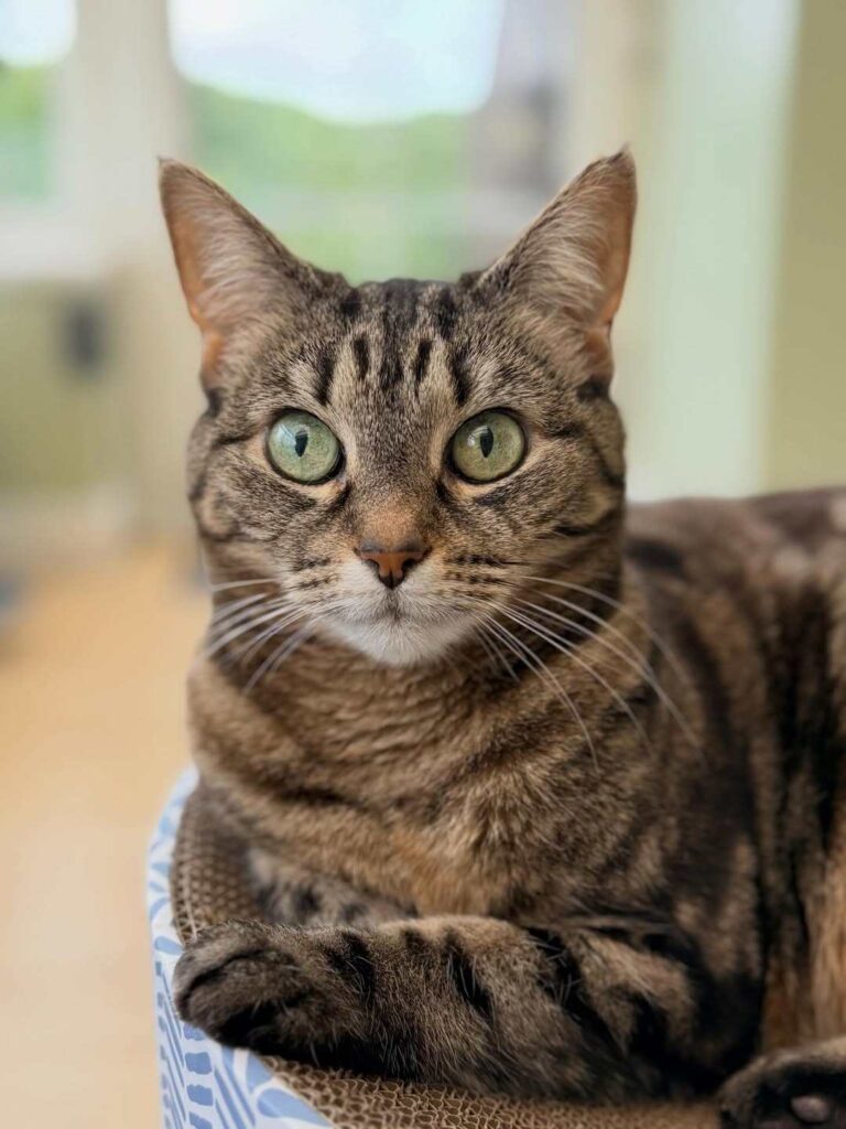 cute cat photo