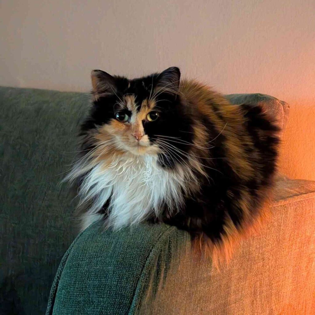 cute cat photo