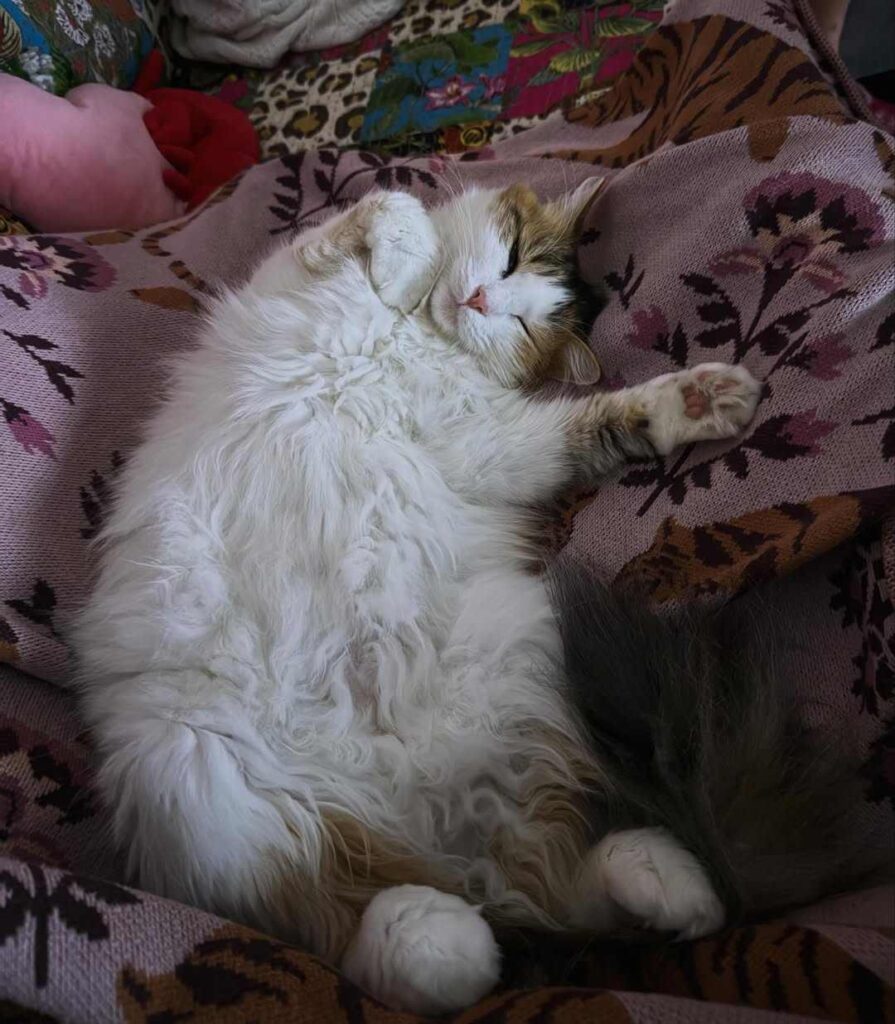 cute cat photo