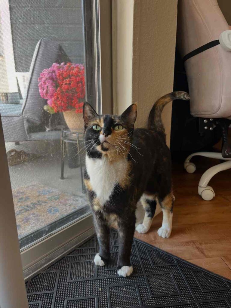 cute cat photo