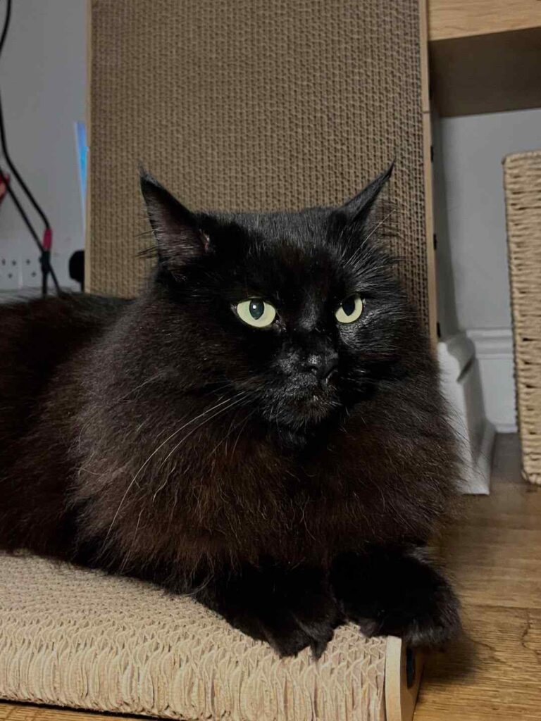 cute cat photo