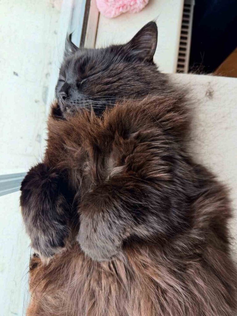cute cat photo
