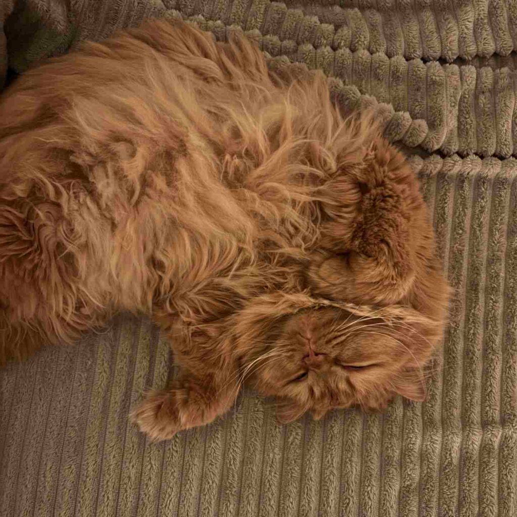 cute cat photo