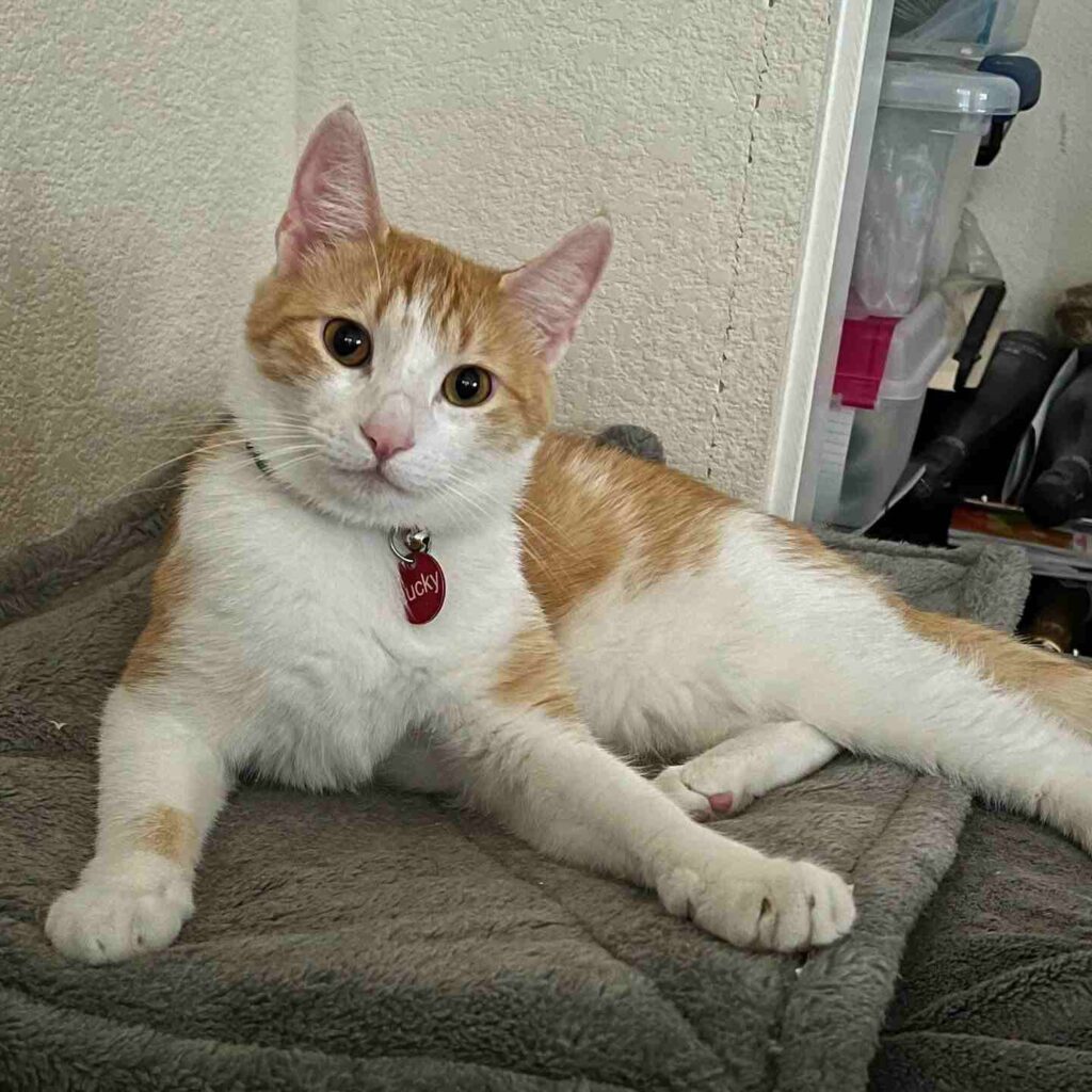 cute cat photo
