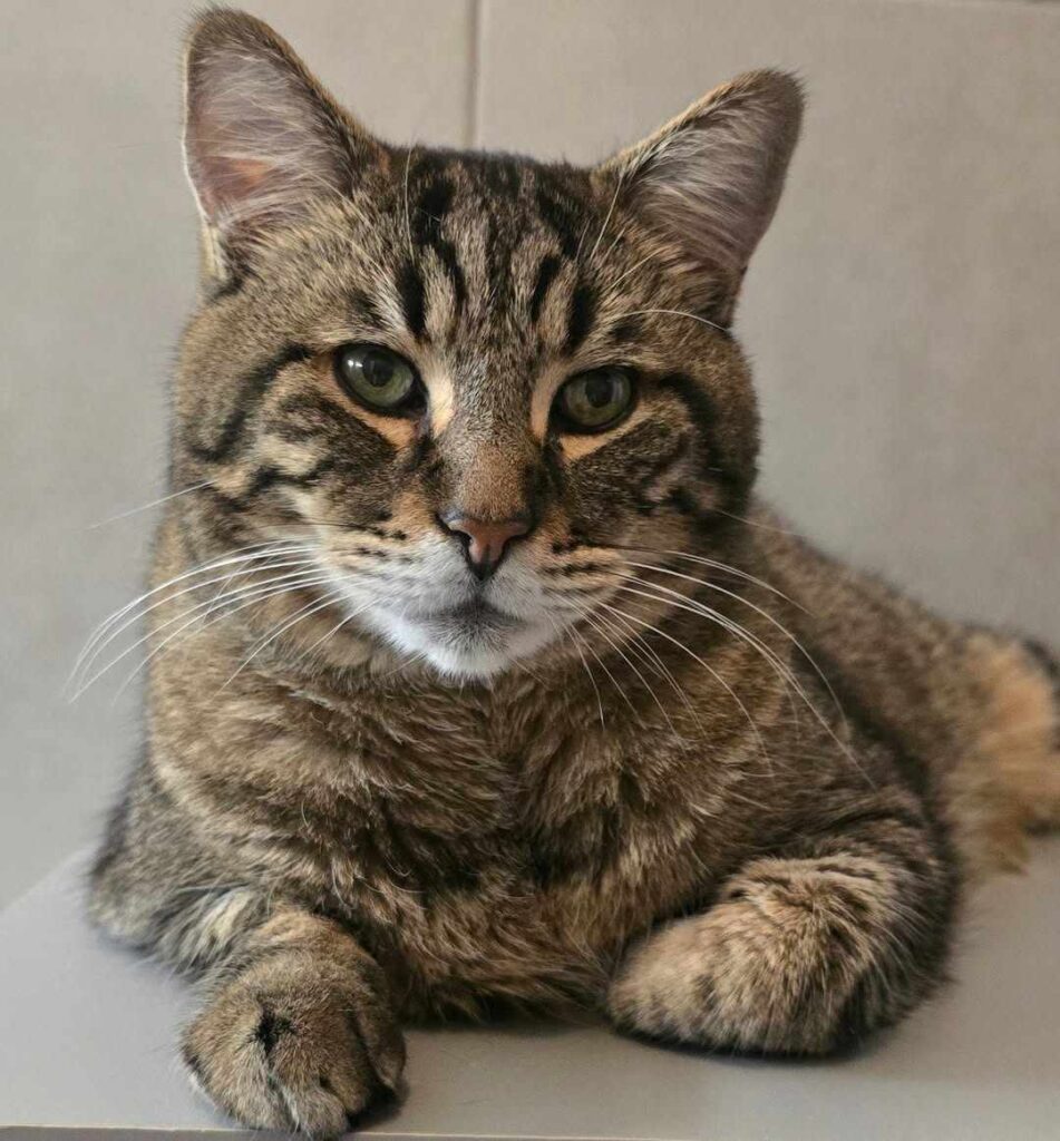 cute cat photo