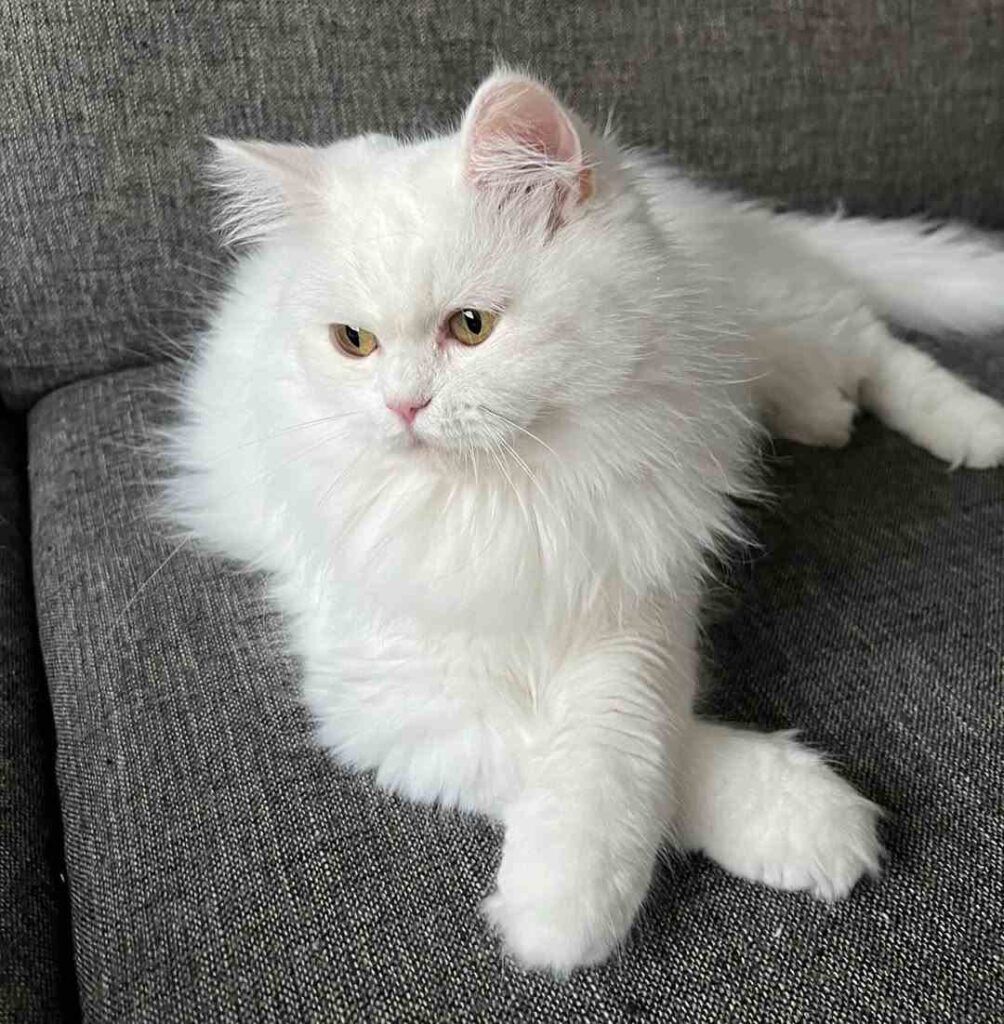 cute cat photo