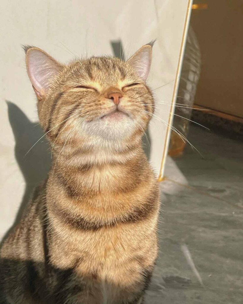cute cat photo