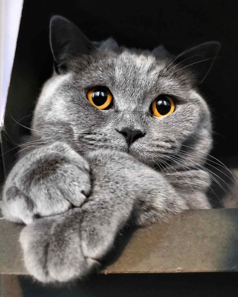 cute cat photo