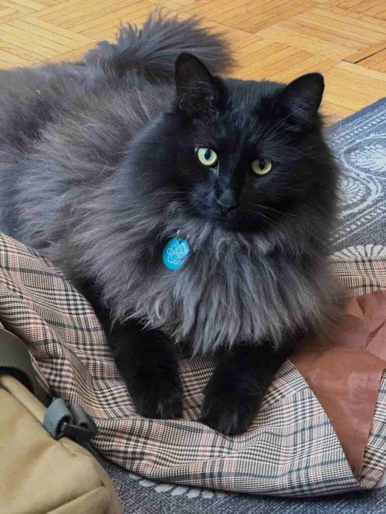cute cat photo