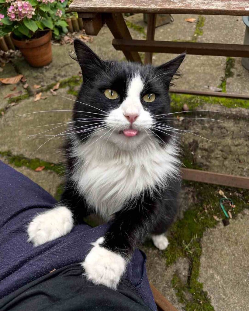cute cat photo