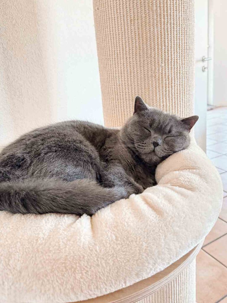 cute cat photo