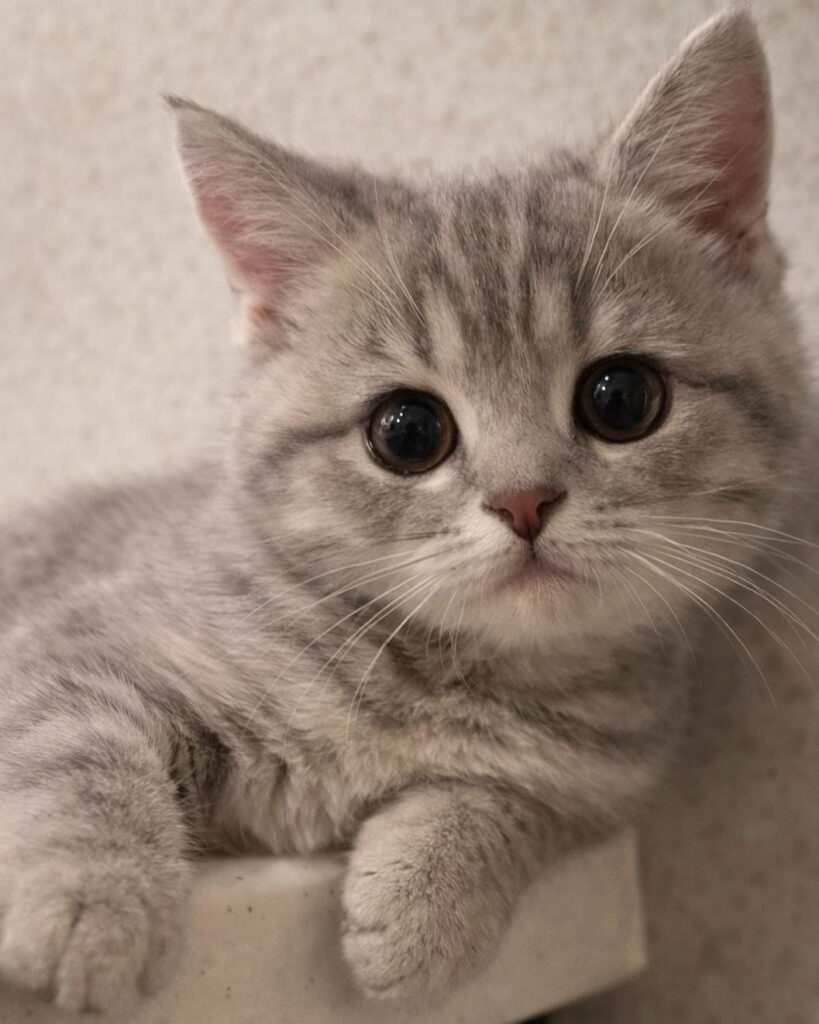 cute cat photo