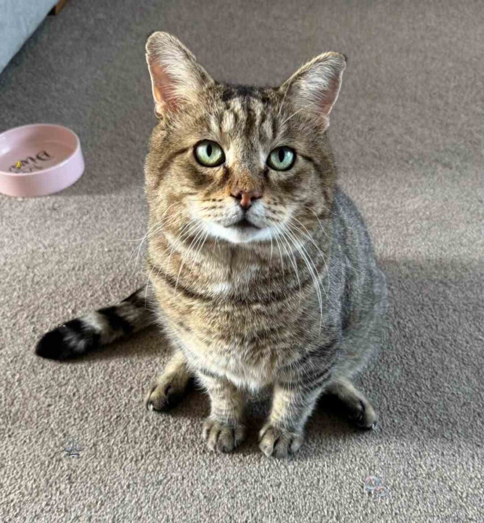 cute cat photo