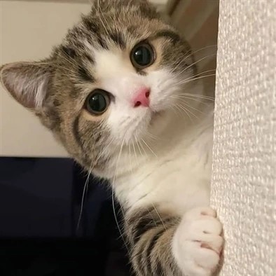 cute cat photo