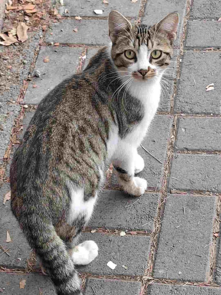 cute cat photo