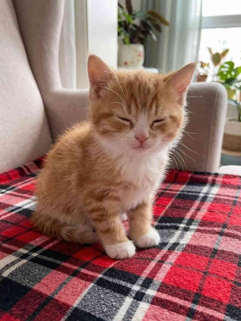 cute cat photo