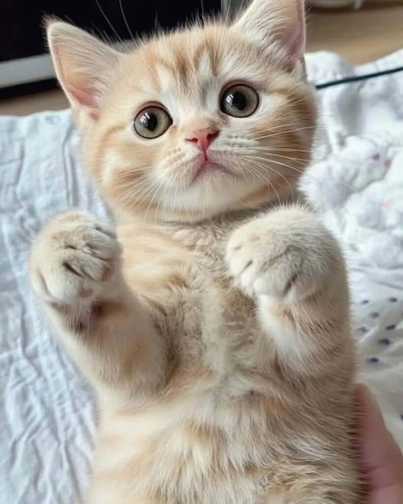 cute cat photo