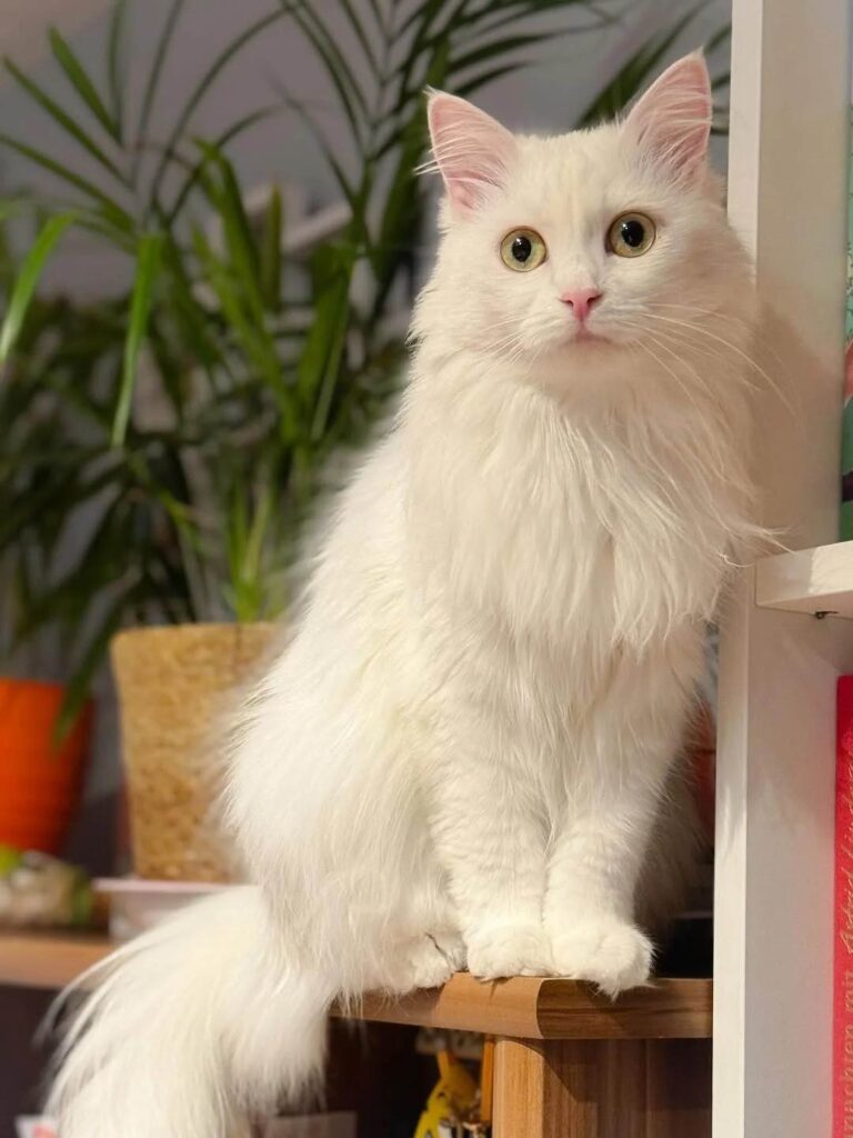 cute cat photo