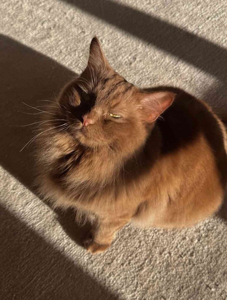 cute cat photo